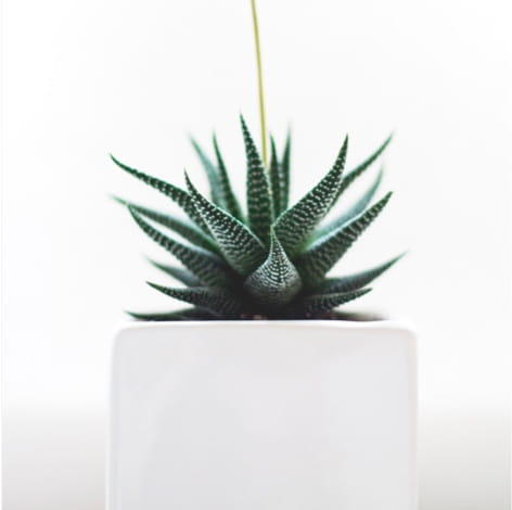 Love green pot pour plantes